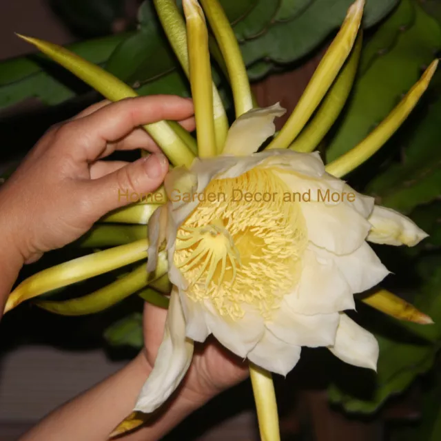 GIANT White Epiphyllum Hylocereus Orchid Cactus Huge Flower 2 CUTTINGS