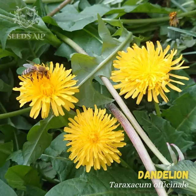 5.000+ Löwenzahn Samen - Taraxacum Officinale - Dandelion Bienenfreund Nektar