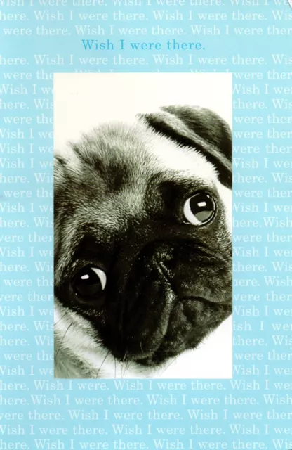 LOVE AND FRIENDSHIP Card, by American Greetings, Miss You, Pug, Blue  + Envelope