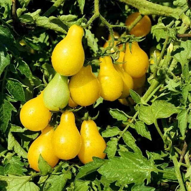 Samen Tomatengelb Birne Gemüse NICHT GENTECHNIK Bio Erbstück Ukrainisch