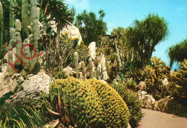 Picture Postcard~ Principaute De Monaco, Jardin Exotique, Cactus Plants