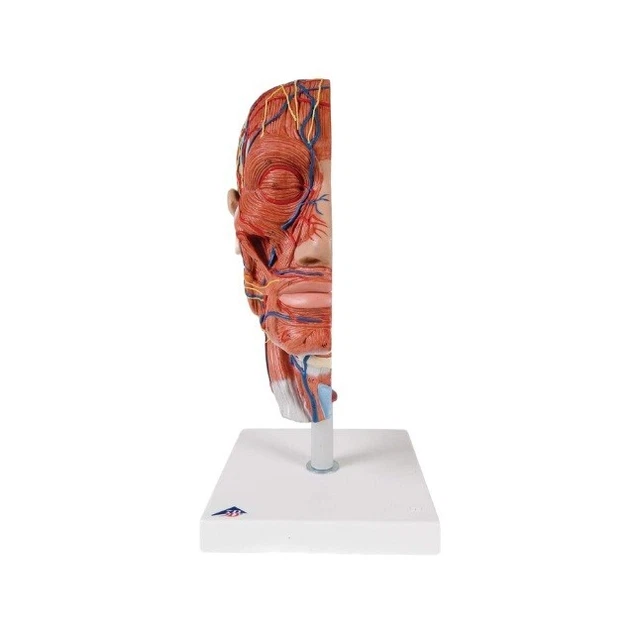 Produktbild von 3B Scientific Medianschnitt Kopf – Anatomiemodell Mit Kostenloser 3B Smart Anatomy App, 26x33x5 Cm