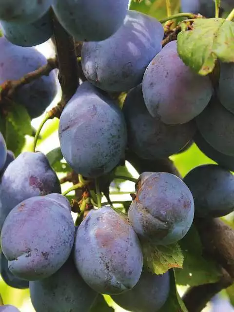 Alberi da frutto Pianta Frutto Susino Susina Albero da Frutta DIVERSE VARIETA'