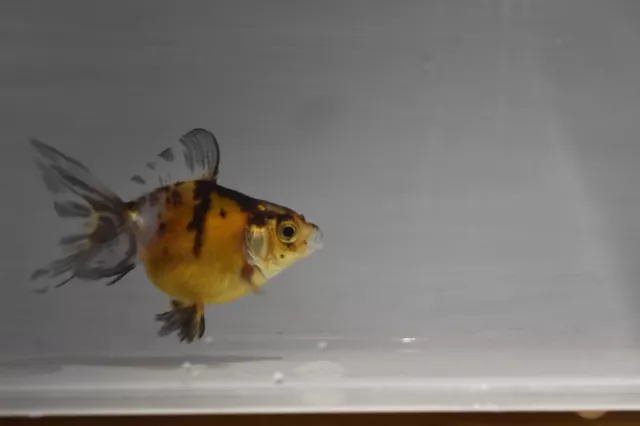 Calico Goldfish 2-3" Live Tropical Freshwater Aquarium Fish Tank