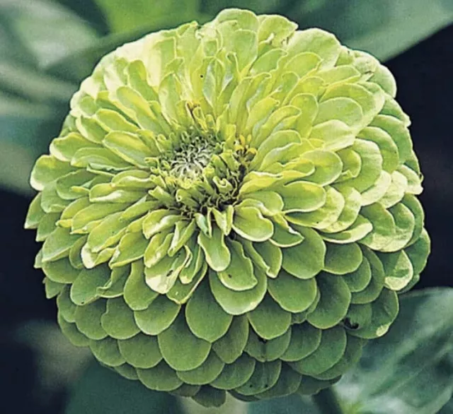 Zinnia Green Envy dahlia flowered - 100 seeds - Annuals