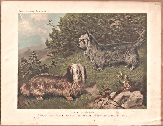 Vintage Art Print Skye Terrier from Cassell's Illustrated Book of the Dog*