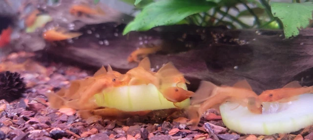 Super Red Shortfin Bristlenose pleco, unsexed 4 Pack + extra, 1/2 - 1".