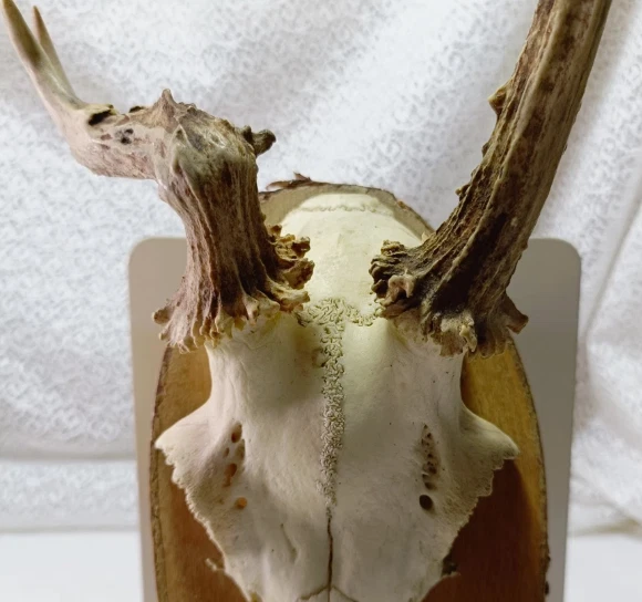 Trophée De Chasse Chevreuil Naturel Avec Son Crâne Sur Rondin De Bois, Fabrication Française