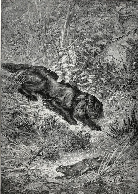 Dog Gordon Setter Hunting Rabbit, Beautiful Large 1880s Antique Print
