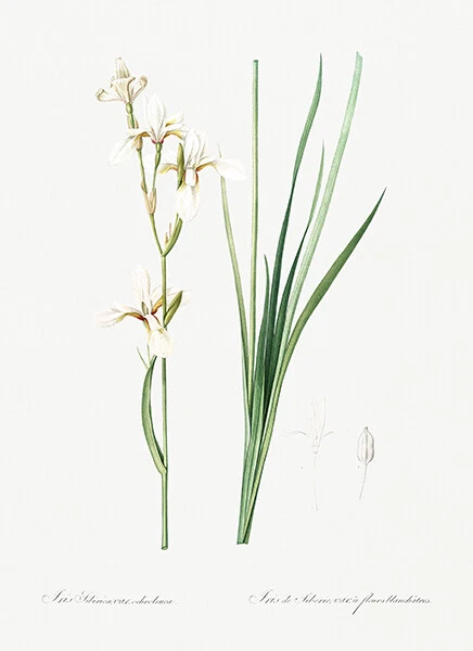 Siberian Iris - 1805 - Les Liliacees - Pierre Redoute - Illustration Poster
