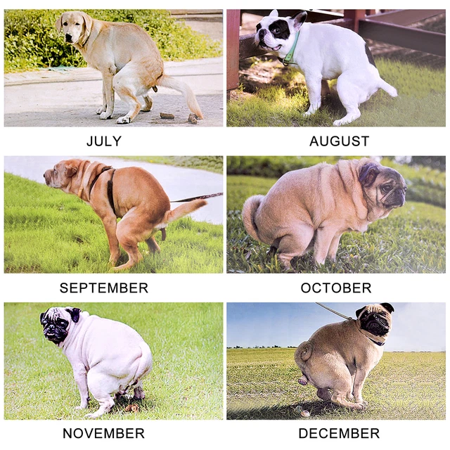 2024-calendar-dogs-pooping-in-beautiful-places-january-2024-december