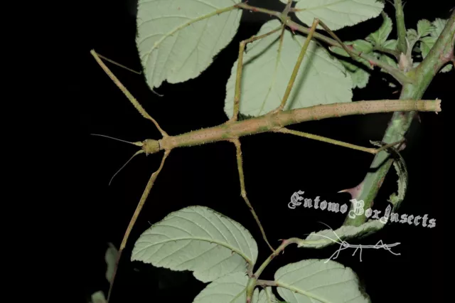 MEDAUROIDEA EXTRADENTATA ♂♀ 12 Huevos/Eggs - Stick insect/Insecto palo