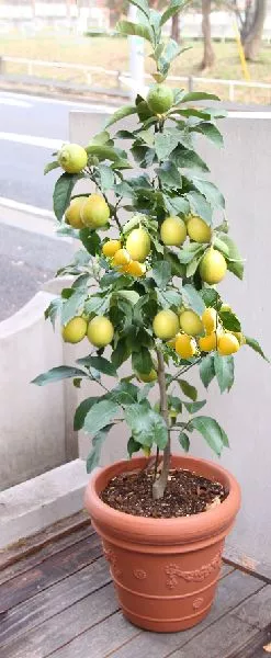 2 x albero di limone albero di agrumi pianta d'appartamento palma d'appartamento pianta da ufficio albero sempreverde 2
