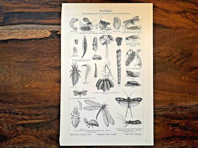 Alte Litographie, Netzflügler, ca.1920, Biologie, Zoologie, Insekten, Rarität