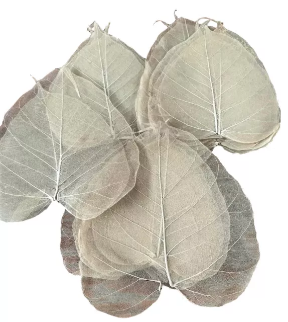 Hojas esqueléticas 300 piezas cien | hojas secas marrones costillas decorativas beige