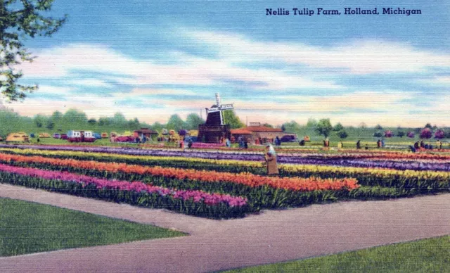 Holland Michigan Nellis Tulip Farm Linen Postcard