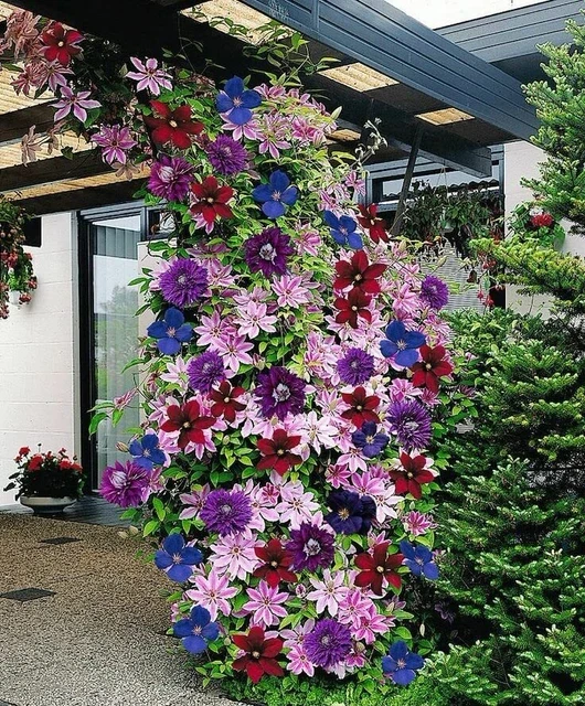 100 Pcs Climbing Clematis Vine Seeds for Planting Purple Red Blue