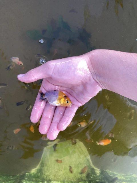Ranchu Live Goldfish Kirin/Sakura X1 (high Quality) 1.5-2.5 Inches