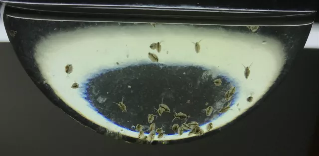 Live Daphnia magna=Water Fleas-live food*indoor container sustainable production 2