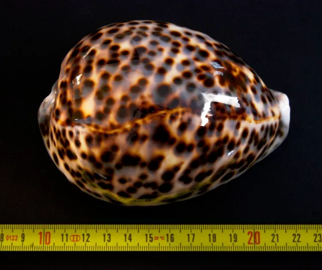 Seashell Cypraea tigris schilderiana, GEM, 122 mm, Palawan, Philippines