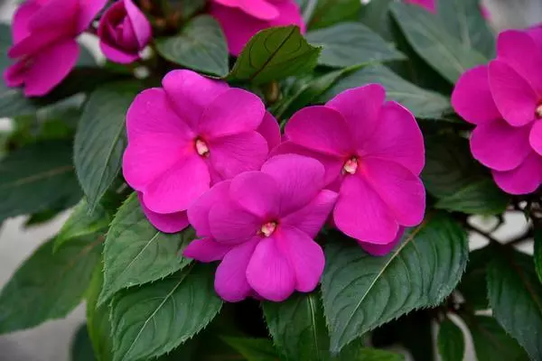 Impatiens x New-Guinea Hot Lilac |6 plug plants | Busy Lizzie | Sunpatiens