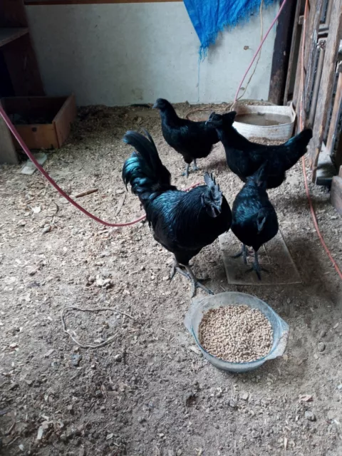 6+Ayam Cemani Show quality hatching eggs