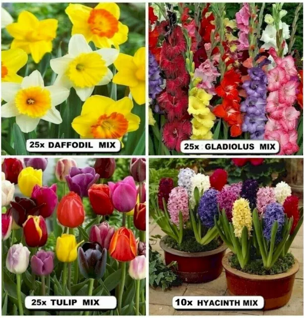 TULIP- DAFFODIL- Hyacinth & GLADIOLUS  Mix    BULBS PACK