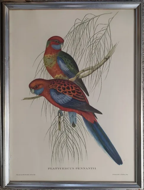 Antique J. Gould Hand Colored Stone Lithograph of Parrot Birds 16” Old Frame