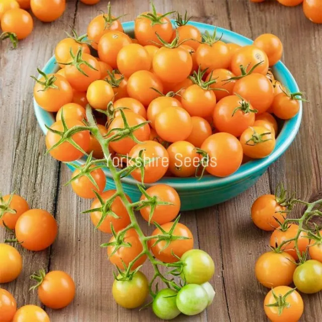 15x Cherry Tomato Sungold F1 Seeds - Vegetable