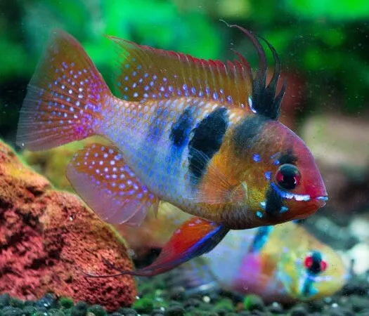 German Blue Ram Young pair 1-1.5"  1 Male / 1 Female Dwarf Cichlid