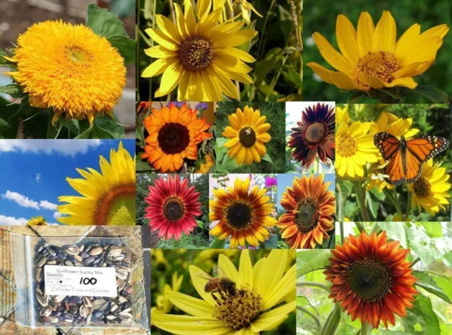 SUNNY SUNFLOWER MIX Flower Seeds - ST11 $2.19 - PicClick