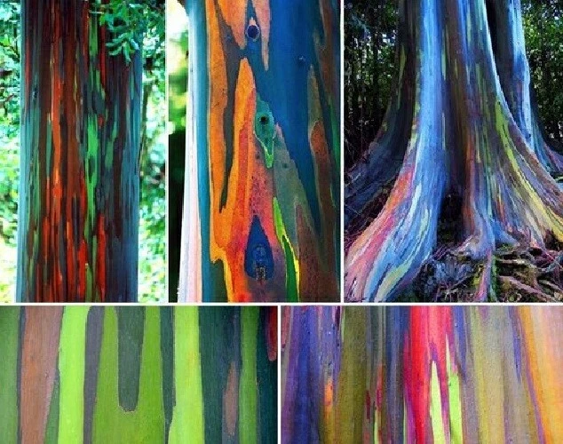EUCALYPTUS ARC EN Ciel - Eucalyptus Deglupta - 20 Graines - Seeds EUR 3
