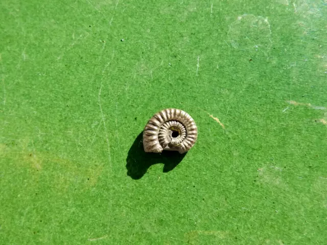 Fosiles Ammonite" Bonito Promicroceras  Pirit. De Charmouth(Inglaterra) -12E22 "