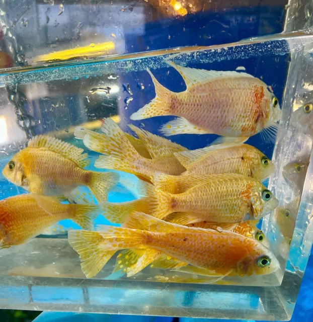 4 pack  Dragon Blood Peacock - Aulonocara sp. - Live Fish (3-4 inches) Males