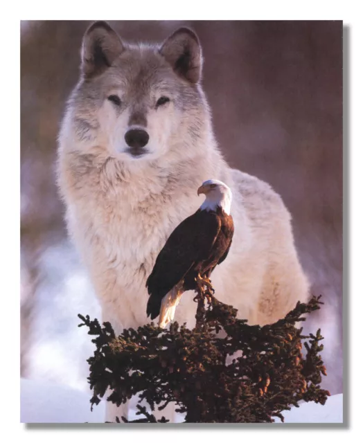 American Bald Eagle Bird with Gray Wolf Photo Wall Picture 8x10 Art Print