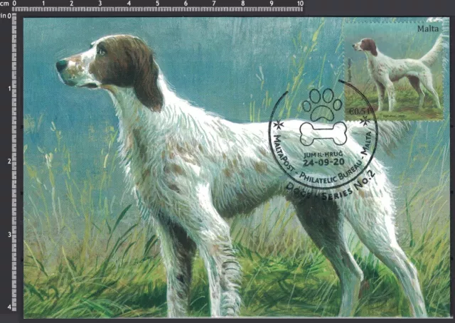 [sete] Frame it - Dog breed ENGLISH SETTER - Maximum Card - Malta 2020 - VF