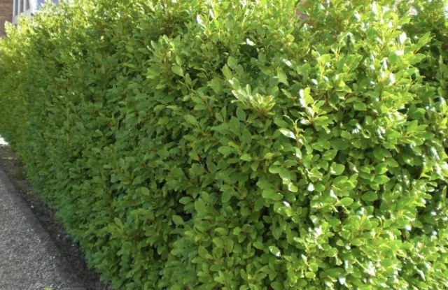 10 x Griselinia Variegata Evergreen hedging, New Zealand Laurel Seeds