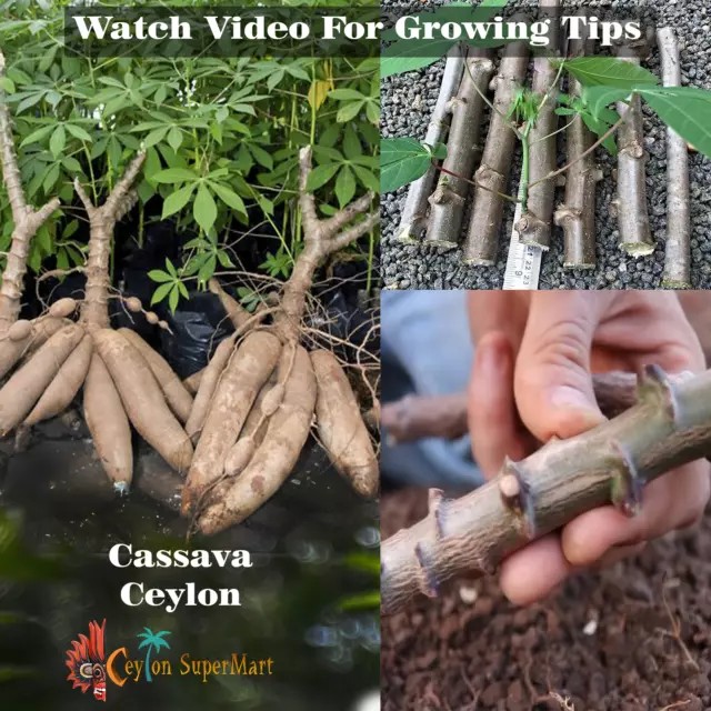 Cassava plant Cuttings Fresh Yuka Stem root Manioc 100% GERMINATE 15cm long