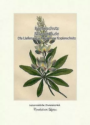 Cruckschants Lupine Hülsenfrüchtler Schmetterlingsblütenartige Vilmorin A4 071