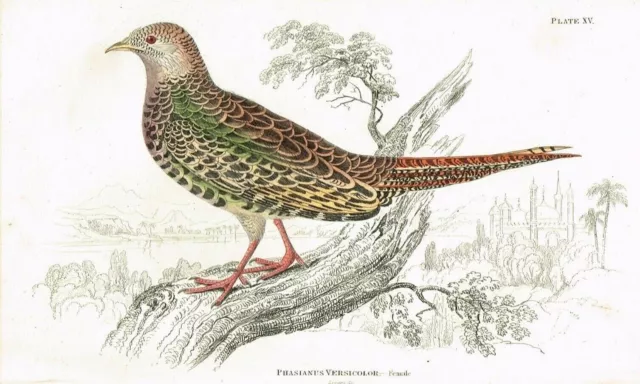 Green Pheasant of Japan, Female Bird, Hand-Colored Antique Print - Jardine 1842 2