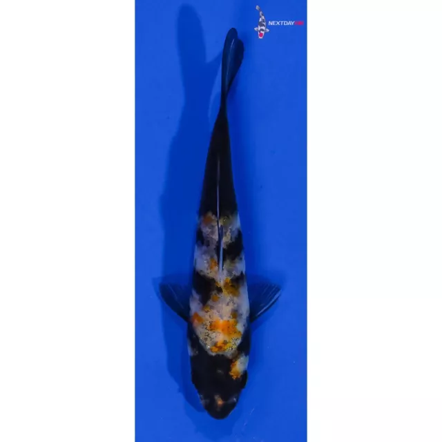 4" SHOWA SANSHOKU Koi live fish standard fin nextdaykoi NDK