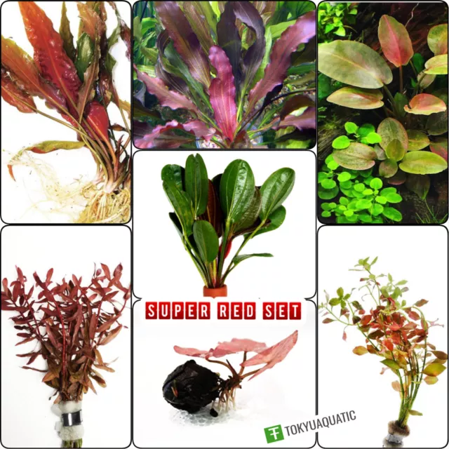 Live Aquarium Plant Super Red Set Package Freshwater Decorations Fish Tank Bunch