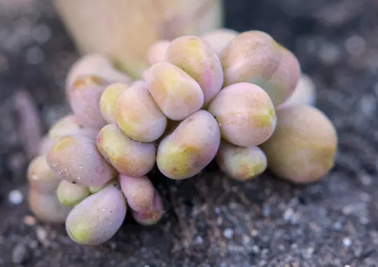 Pachyphytum oviferum 10  Samen, Sukkulente, Zimmerpflanze