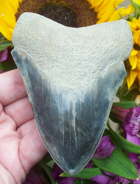 VERY RARE BLUE 4.5 inch Megalodon Shark Tooth £286.68 - PicClick UK