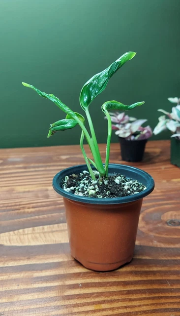 Shangri La Sleeping Pothos Epipremnum aureum Shangri La 4" Pot