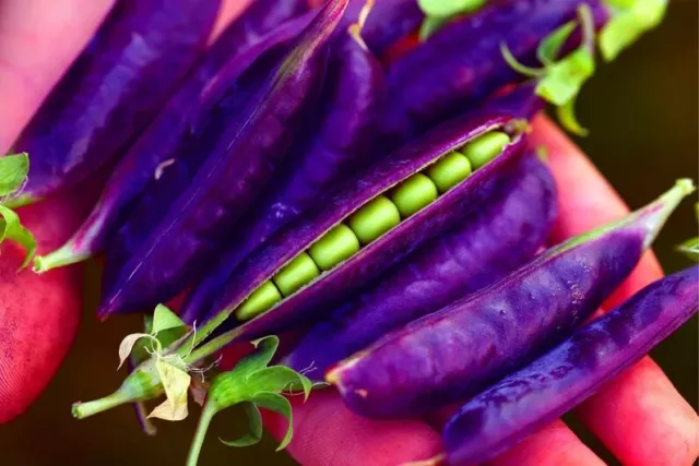 Purple Pod Pea Seeds for Planting - 10 Rare Seeds - Heirloom and Non-GMO