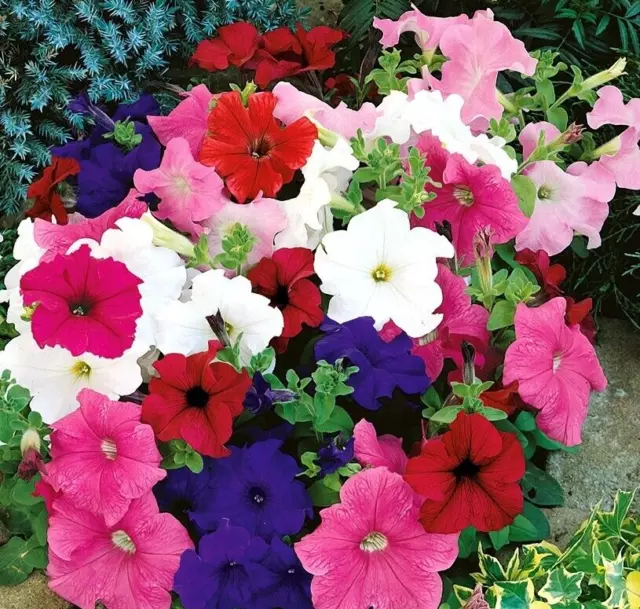 700 Graines de Petunia nain en mélange