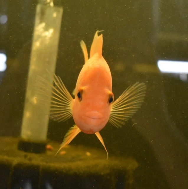 Live Red Devil Cichlid (3" Juvenile Freshwater Aquarium Fish) *PLS READ DESCR* 2