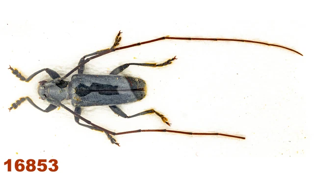 Cerambycidae: Acalolepta sp.   A2, 11 mm , 1 pc