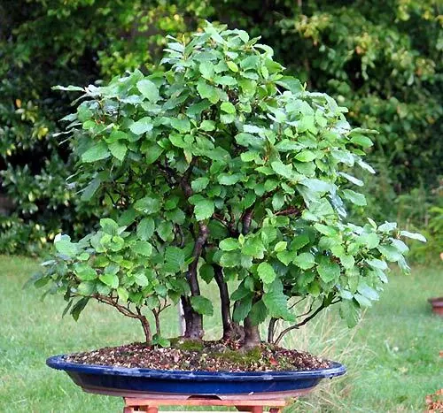 100 graines Alnus glutinosa Aulne glutineux Semis bonsai, haie, arbre ornemental